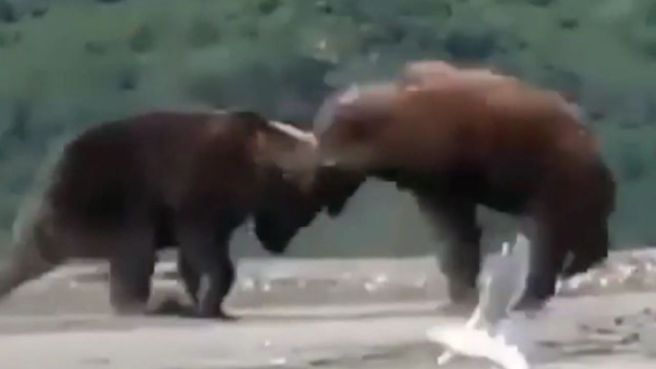 Video: A great fight between two bears for fish, know what happened after  this fight