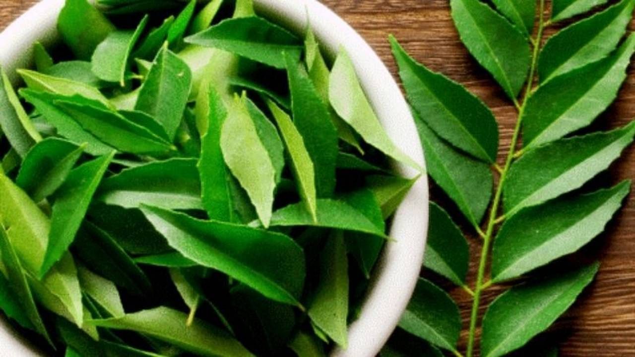 Beauty Tips: Get Rid Of Hair Fall And Dandruff! Connect with Curry Leaves  Follow These Ways