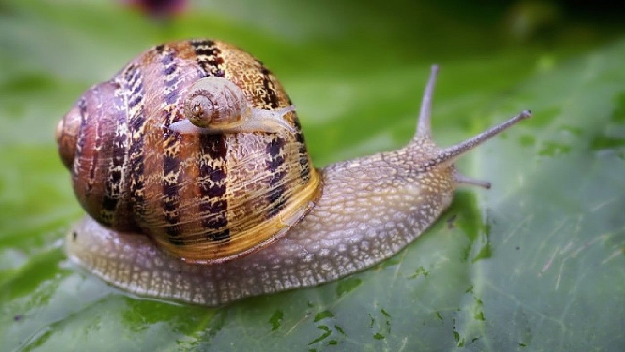 There are 14 thousand teeth in the mouth of a snail and the way of ...
