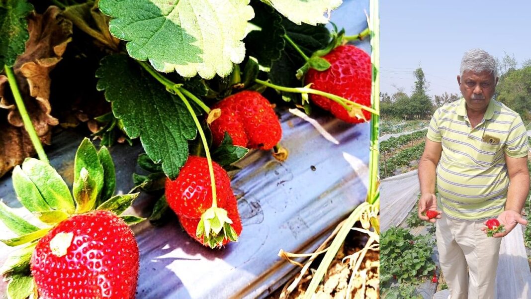 कृषि वैज्ञानिक ने प्रयोग के तौर पर शुरू की स्ट्रॉबेरी की खेती, हो रही है अच्छी कमाई