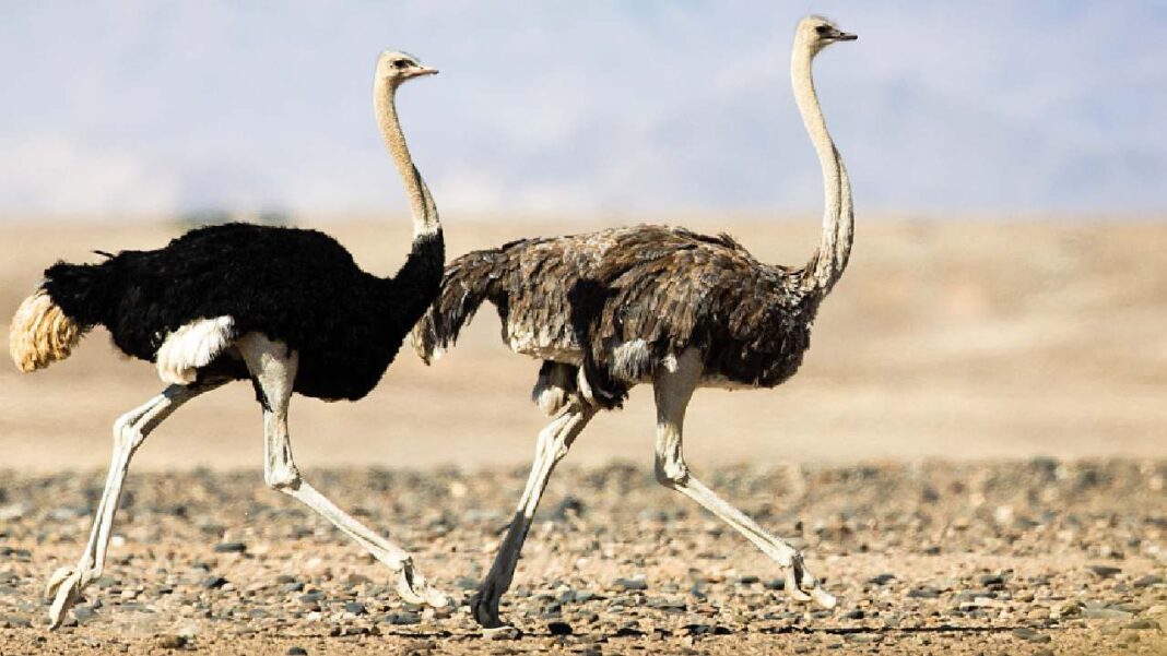 Do not know these things about Ostrich, the fastest bird in the world
